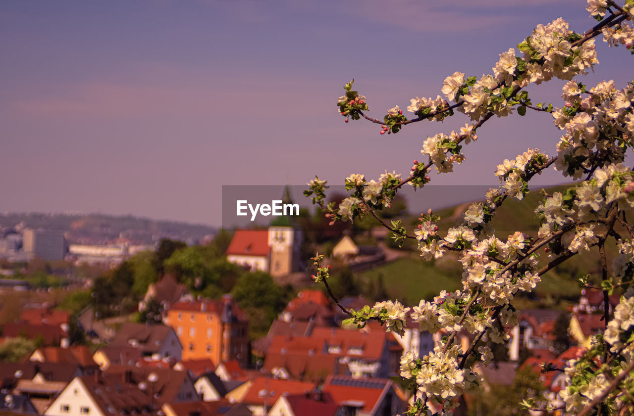 VIEW OF CHERRY BLOSSOMS IN CITY