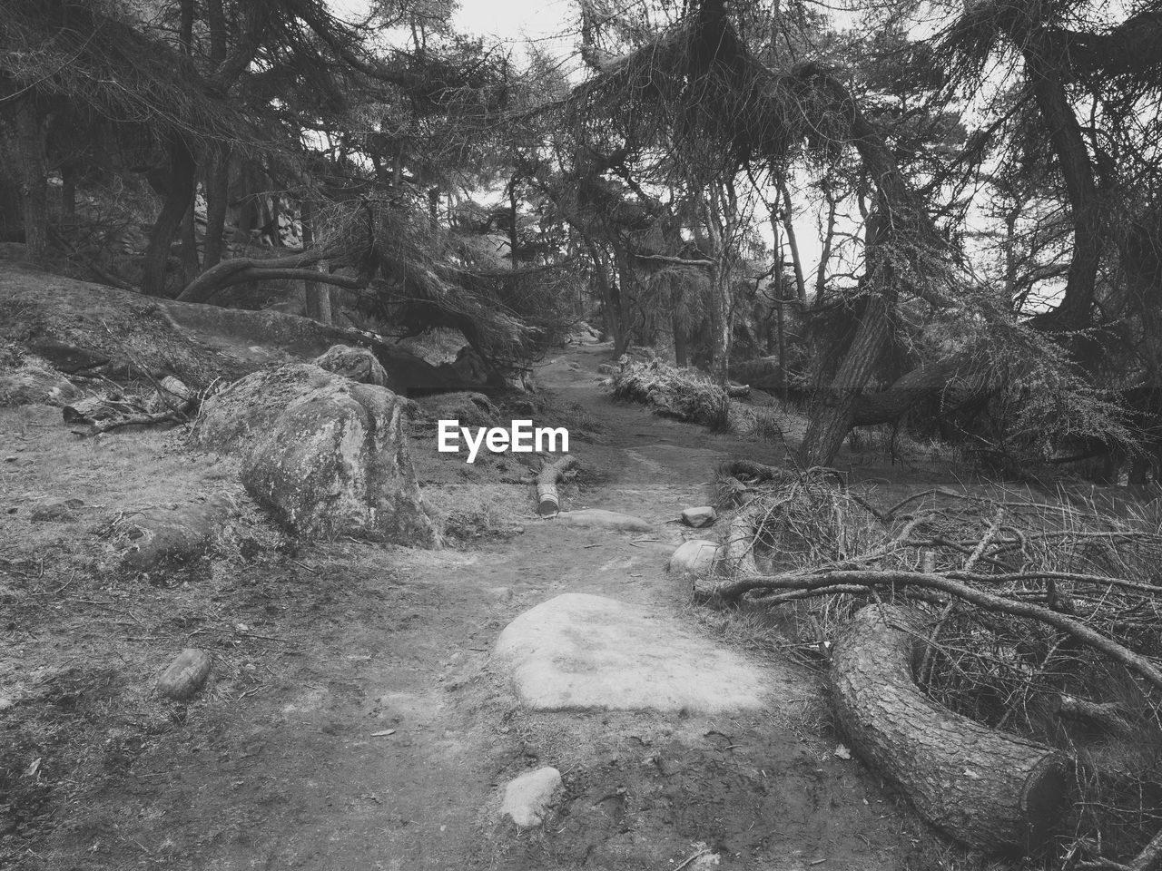 View of trees in forest