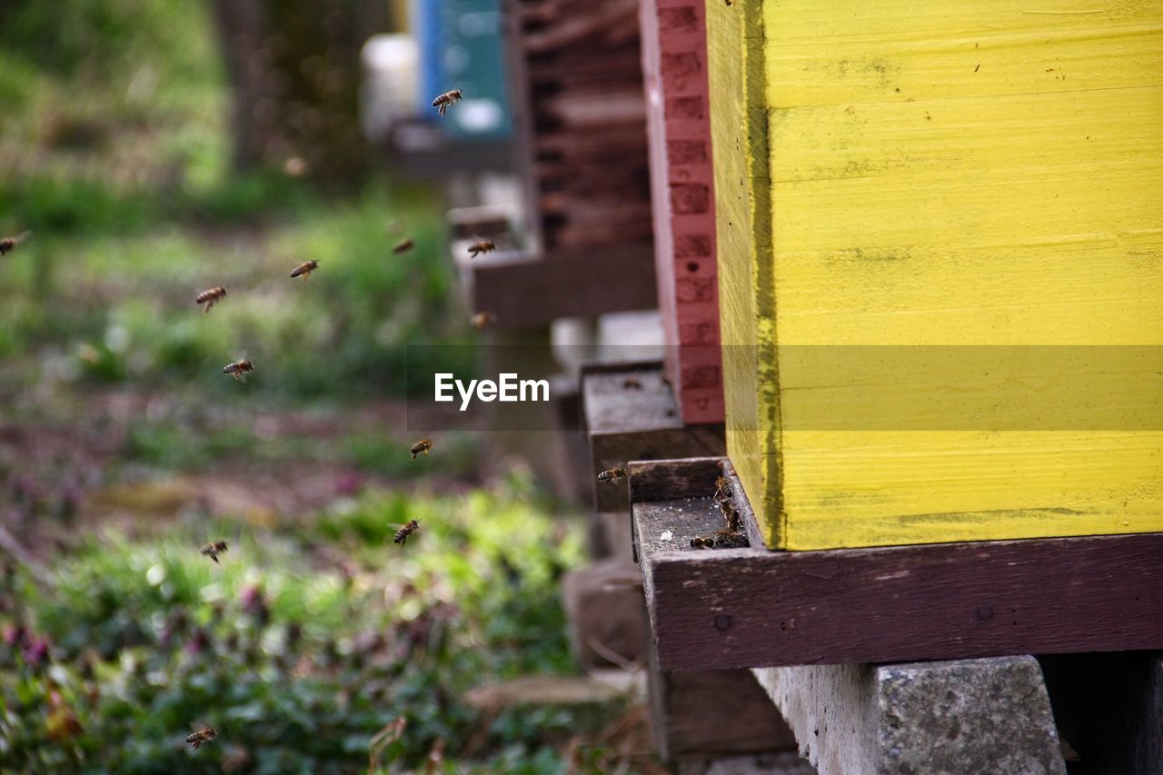 Close-up of beehive 