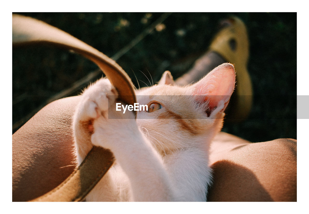 Close-up of hand holding cat