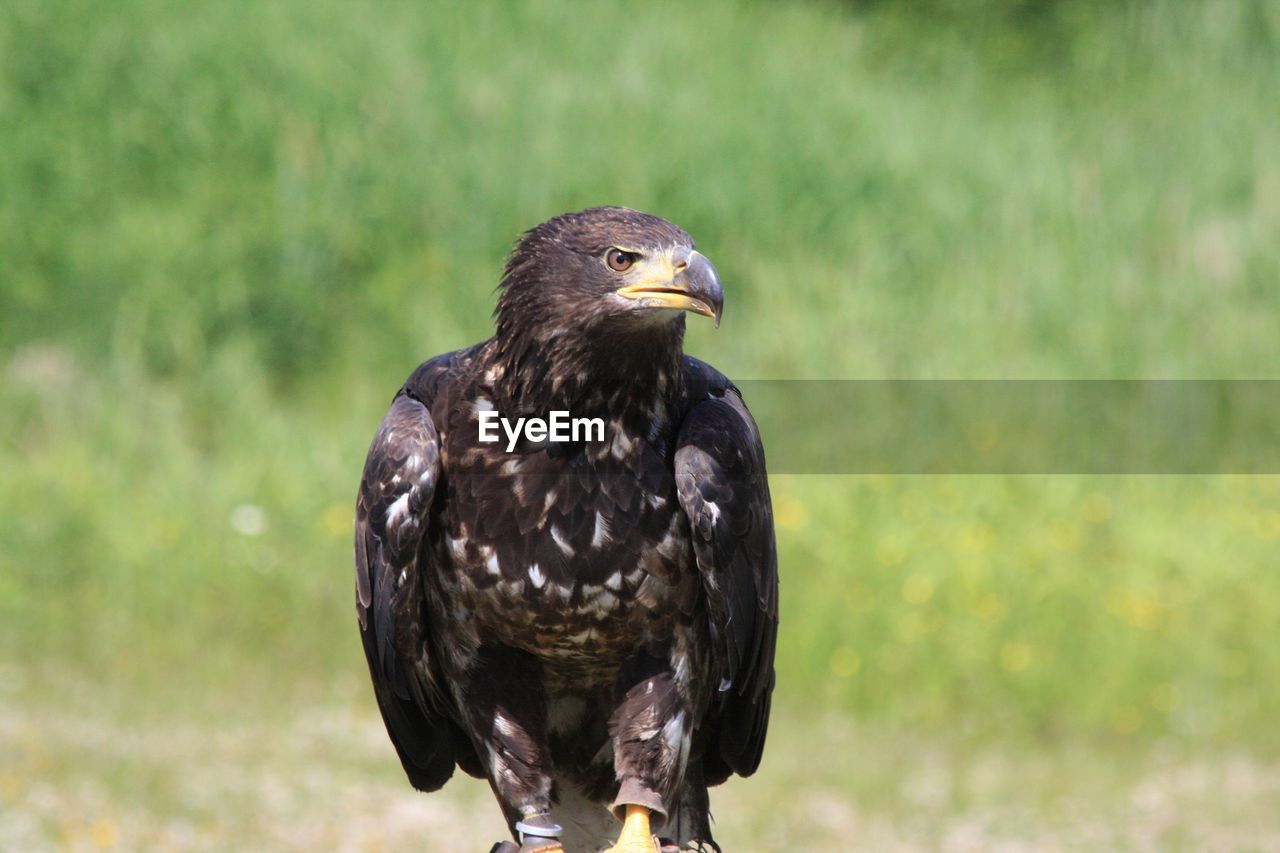 Close-up of eagle perching on field
