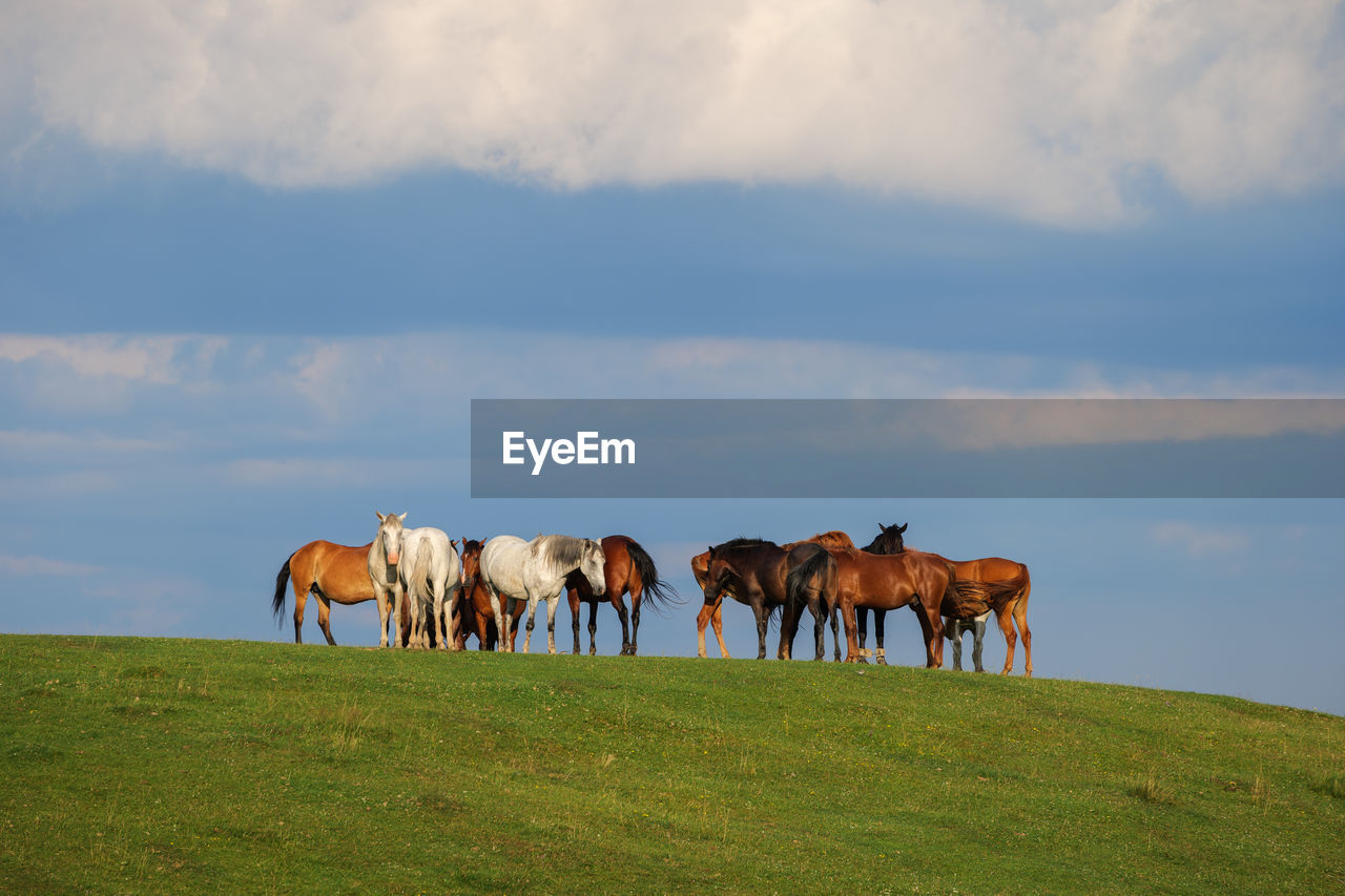 horses grazing on field