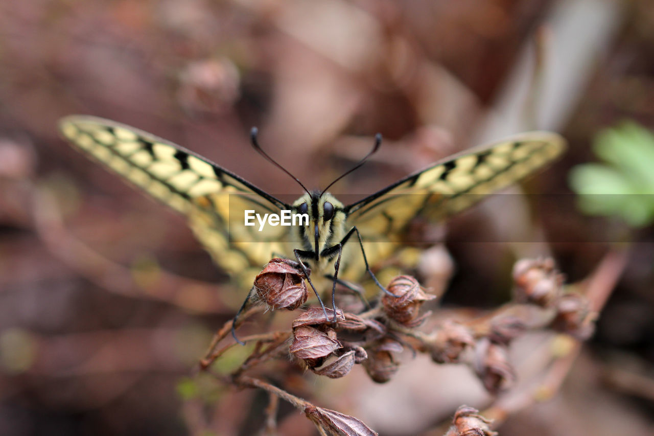 Close-up of butterfly on flower