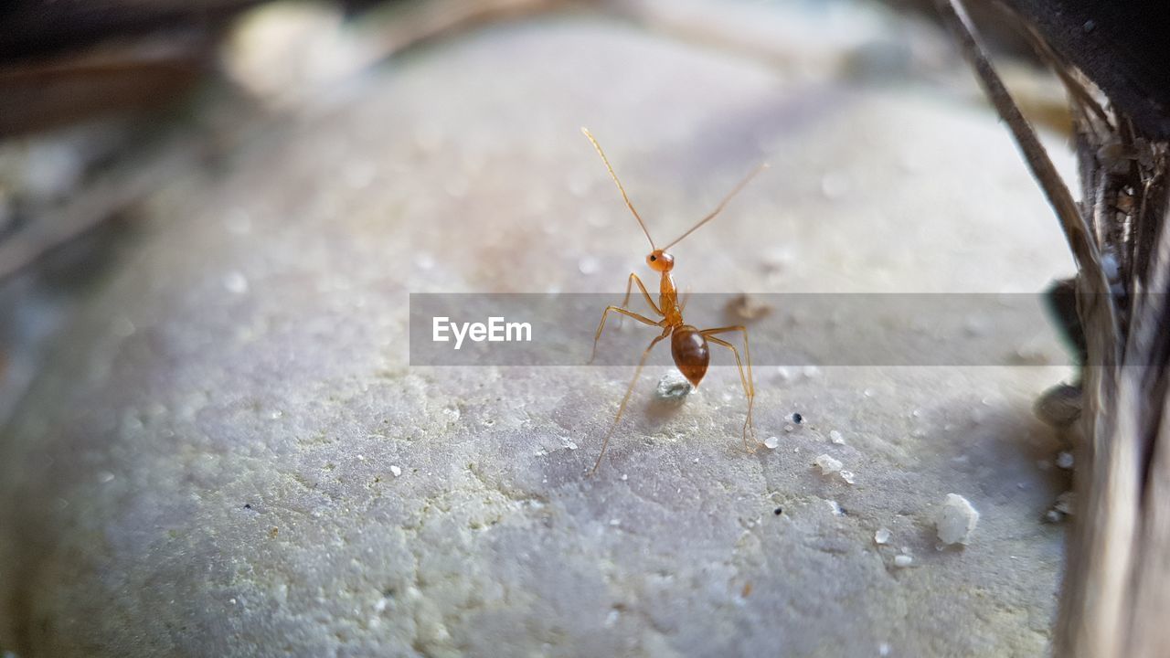 INSECT ON LEAF