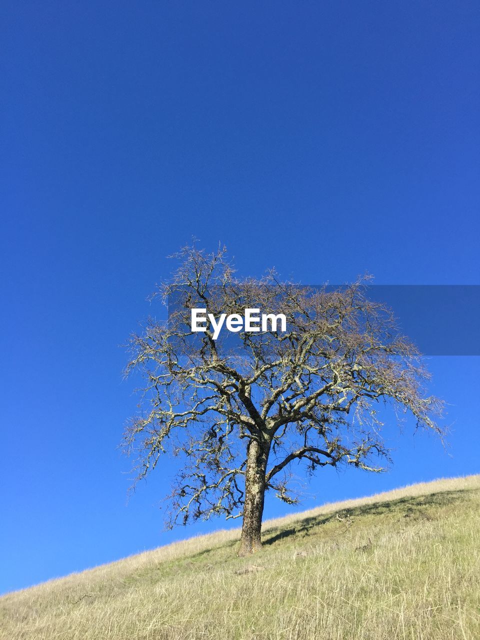 View of lone tree on countryside landscape