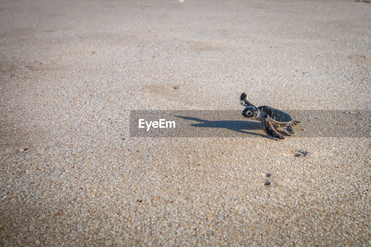 High angle view of sea turtle at beach