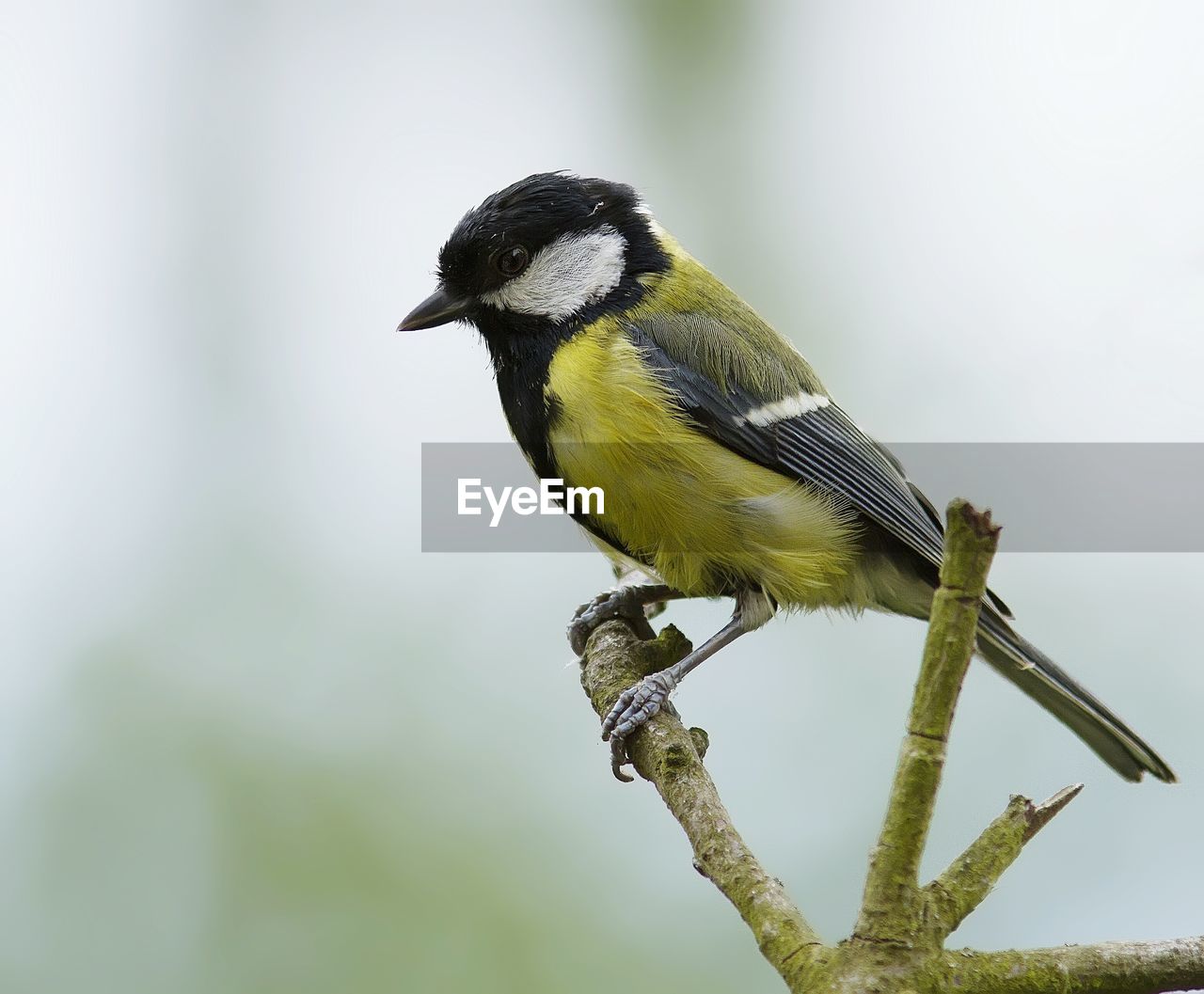 Titmouse perching on branch