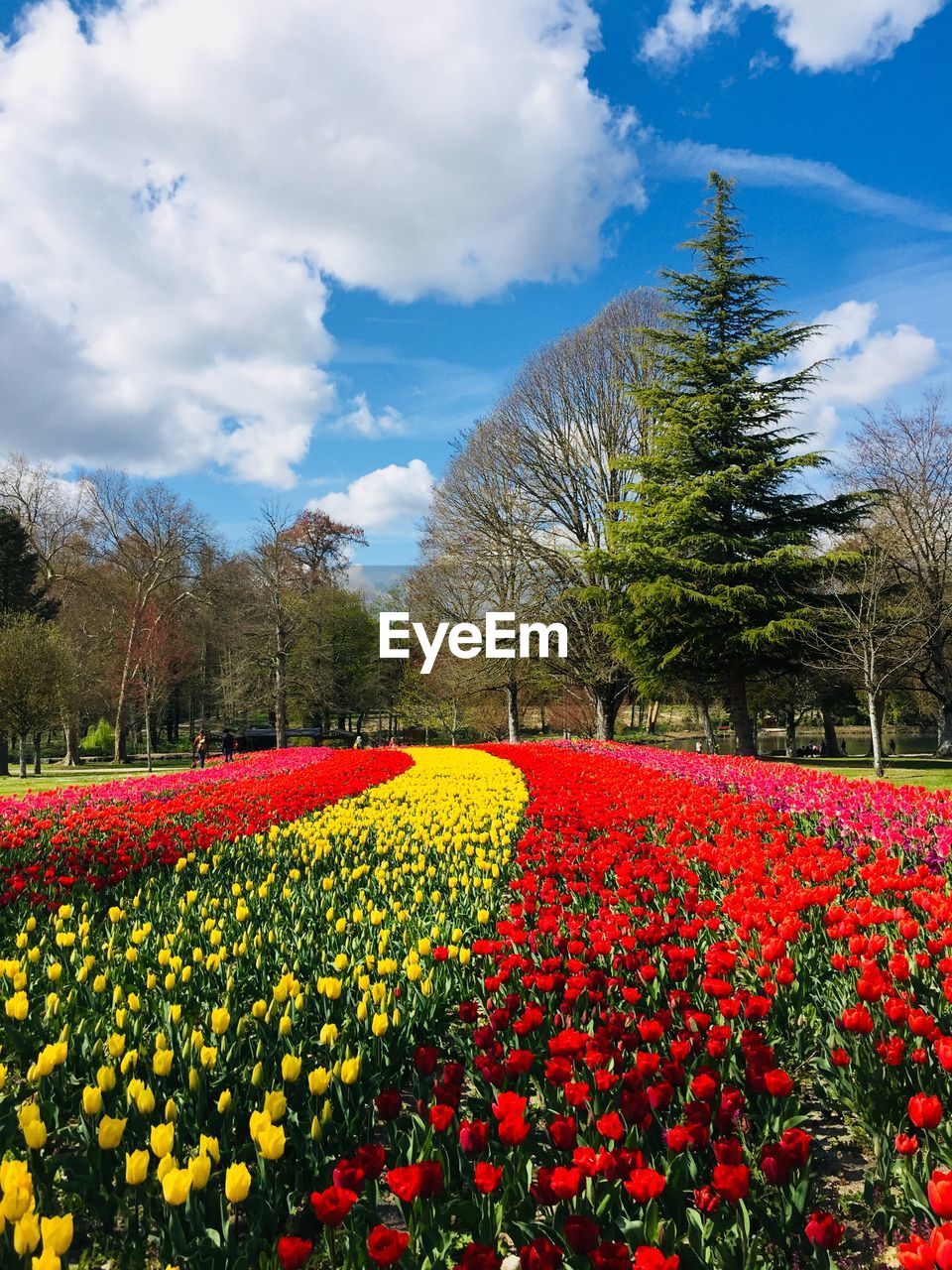 VIEW OF FLOWERING PLANTS ON FIELD AGAINST SKY