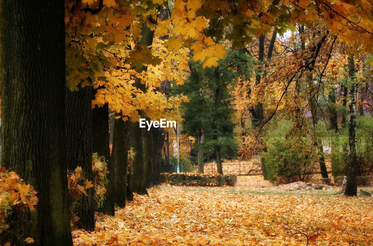 CLOSE-UP OF AUTUMN TREES IN PARK