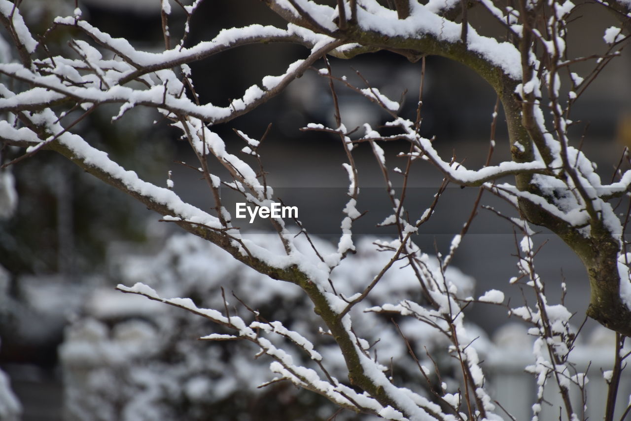 CLOSE-UP OF FROZEN PLANT ON SNOW