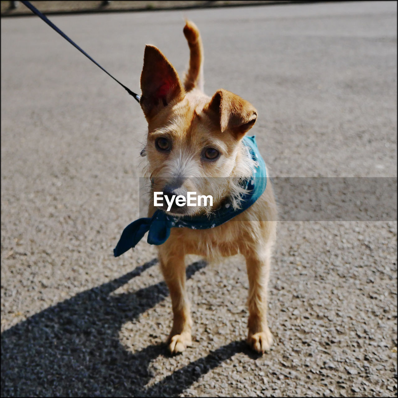 Portrait of dog standing on street during sunny day