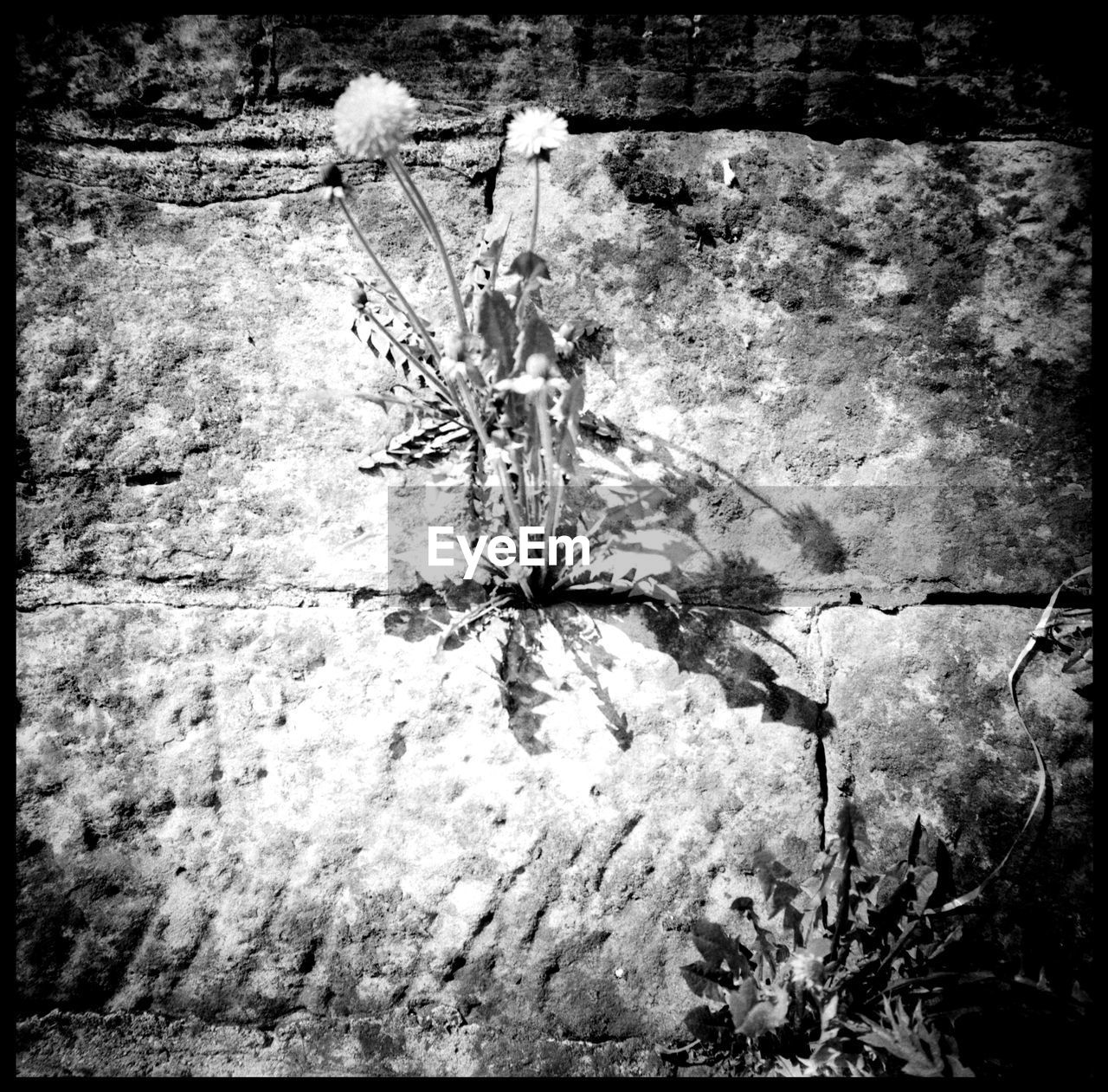 Bulbs and Psalms Abandonded Alps Architecture Arth Goldau Black And White Bulb Bulb Factory Catholic Church Gothic Light Lomography Medium Format Mount Rigi Psalm Psalm No.5 Pusteblume Rigi Rigi Bahn Snow And Ice  Stairway Swiss Alps Switzerland Urban