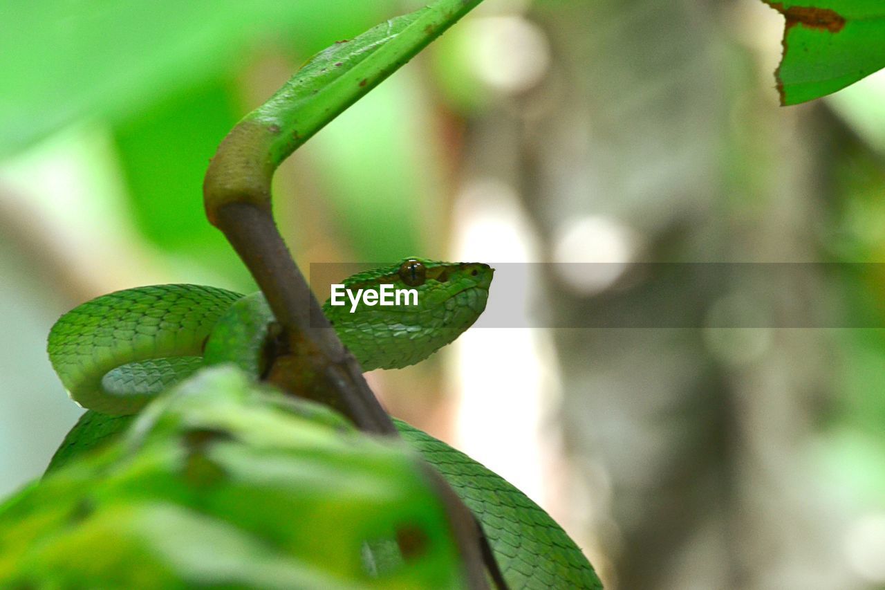 CLOSE-UP OF GREEN LIZARD