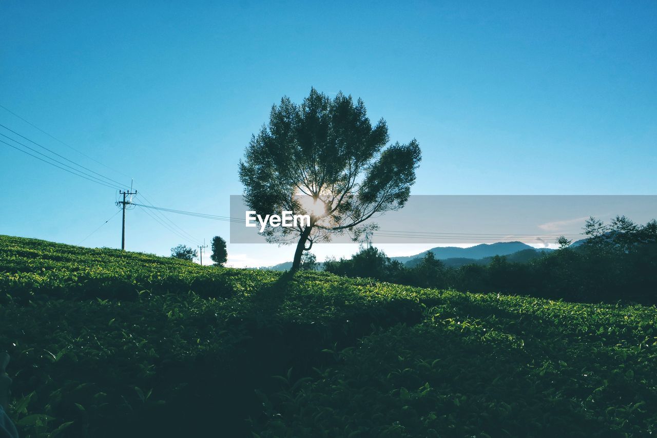Trees on field against clear sky