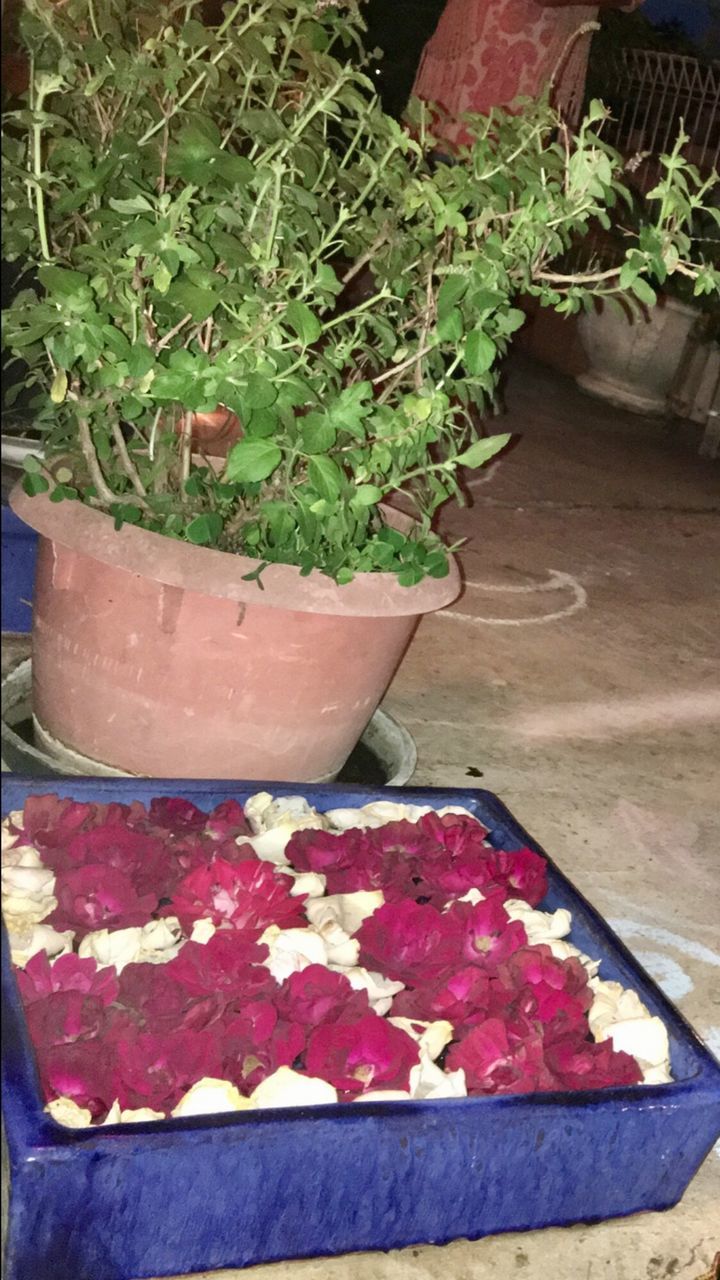 CLOSE-UP OF POTTED PLANTS