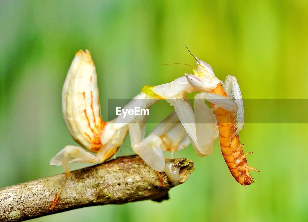 Close-up of praying mantis eating prey