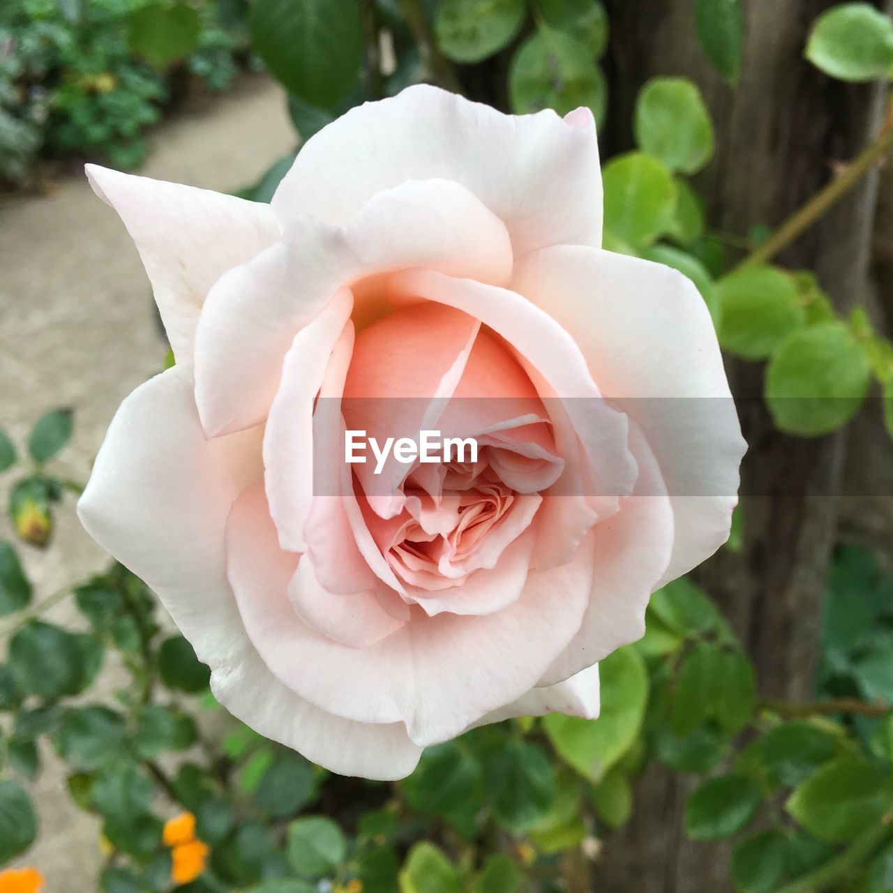 Close-up of rose flower