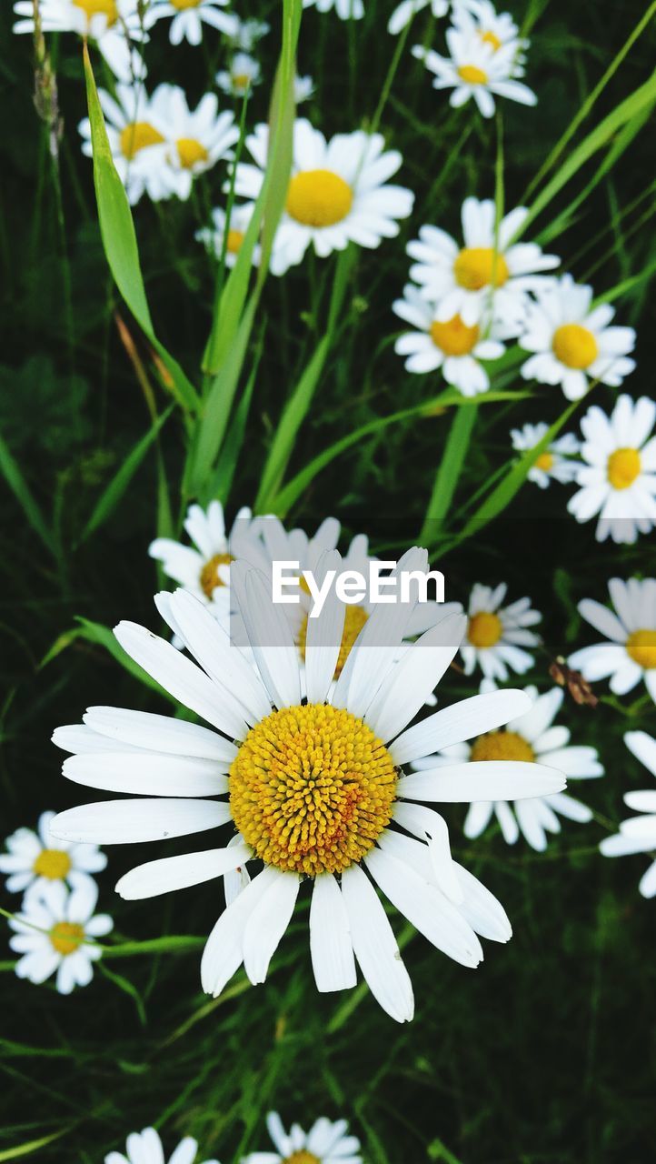 CLOSE-UP OF DAISIES BLOOMING OUTDOORS