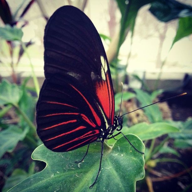 CLOSE-UP OF BUTTERFLY ON PLANT