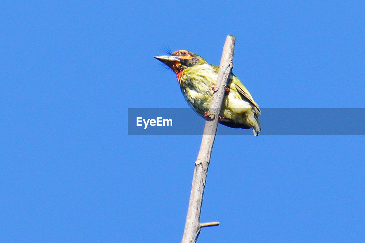 BIRD PERCHING ON A BRANCH