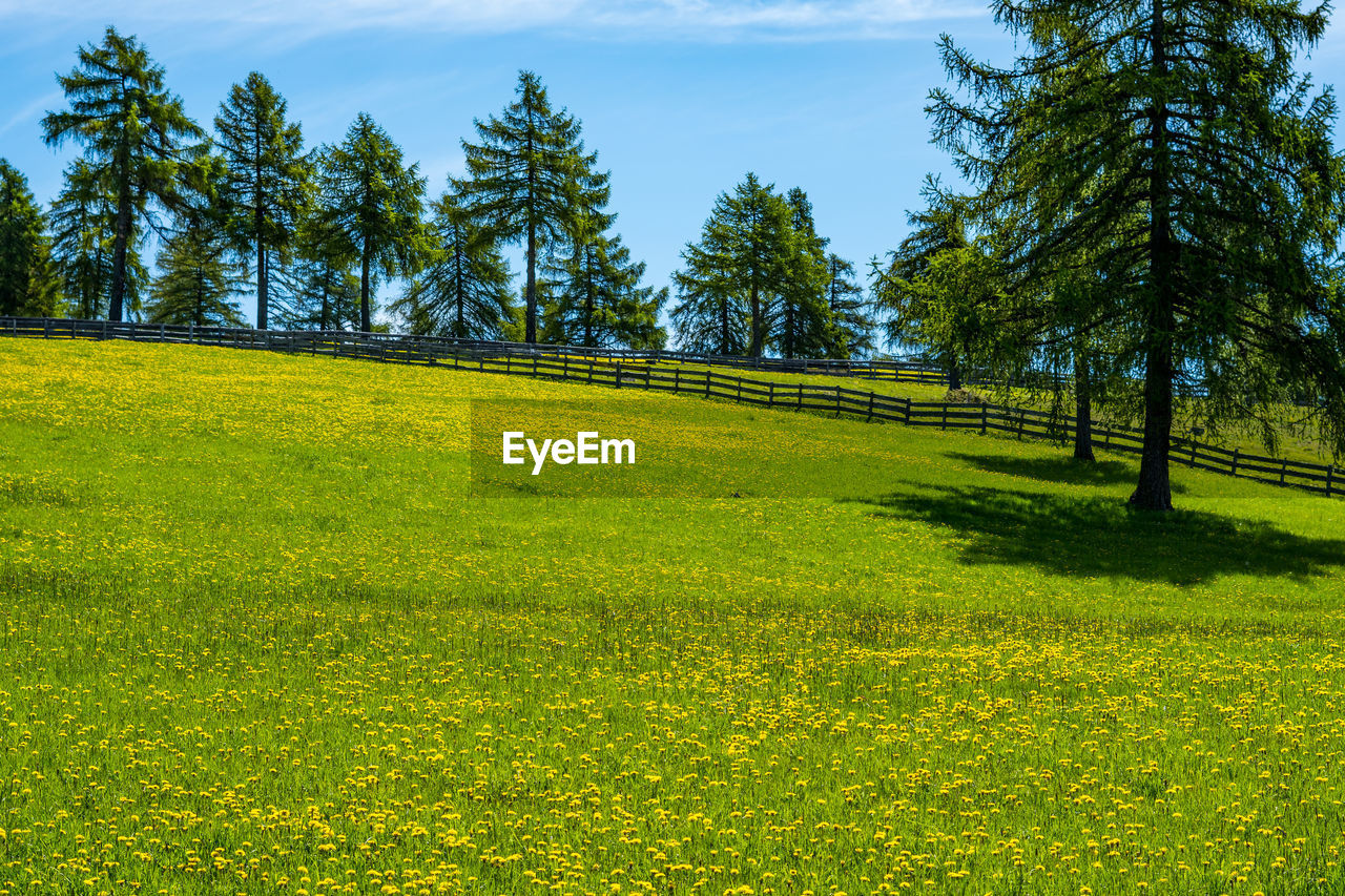 TREES GROWING ON FIELD