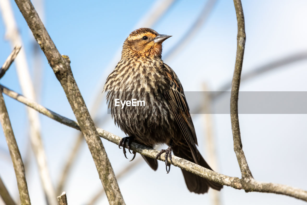 Low angle view of female red winged blackbird perching on branch