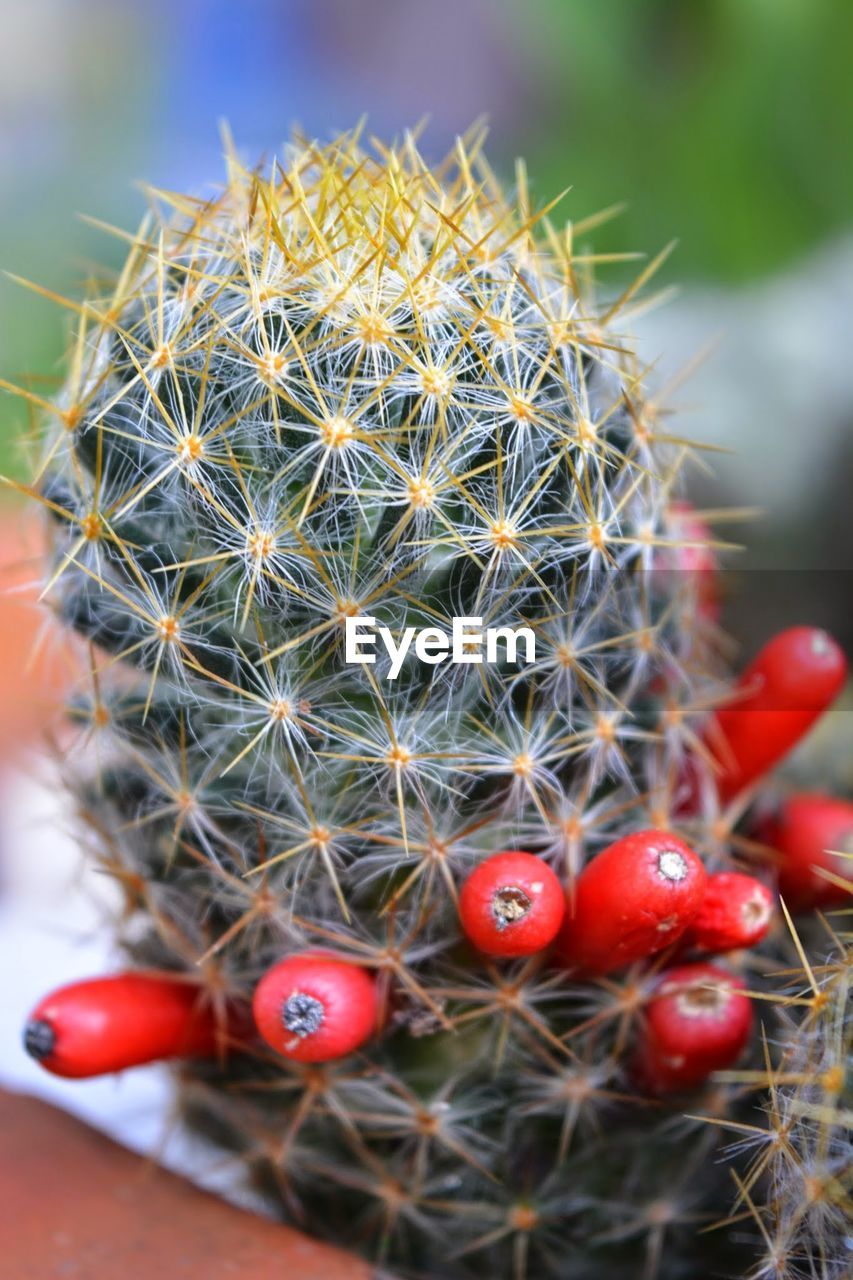 CLOSE-UP OF RED CACTUS PLANT