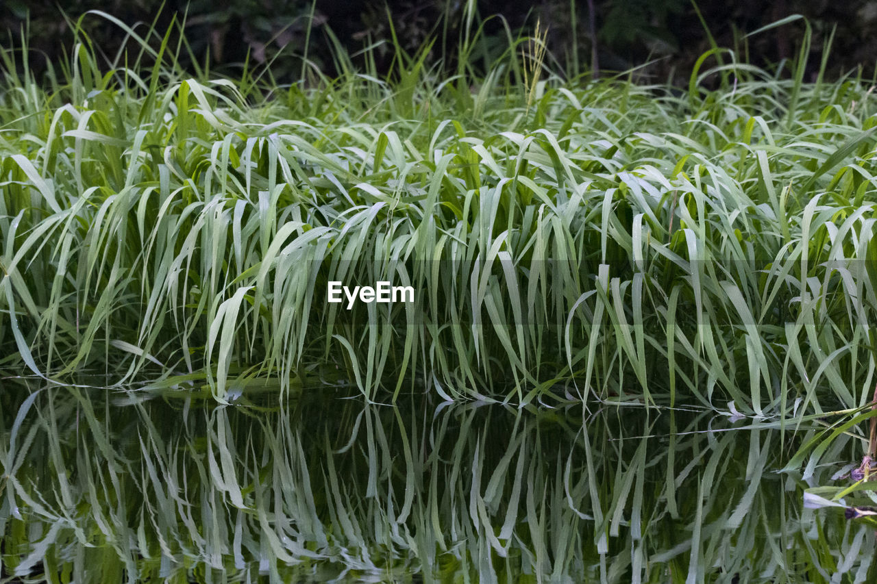 Riverside grass vegetation in amazon negro river close to manaus