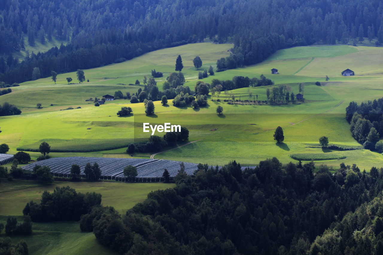 High angle view of trees