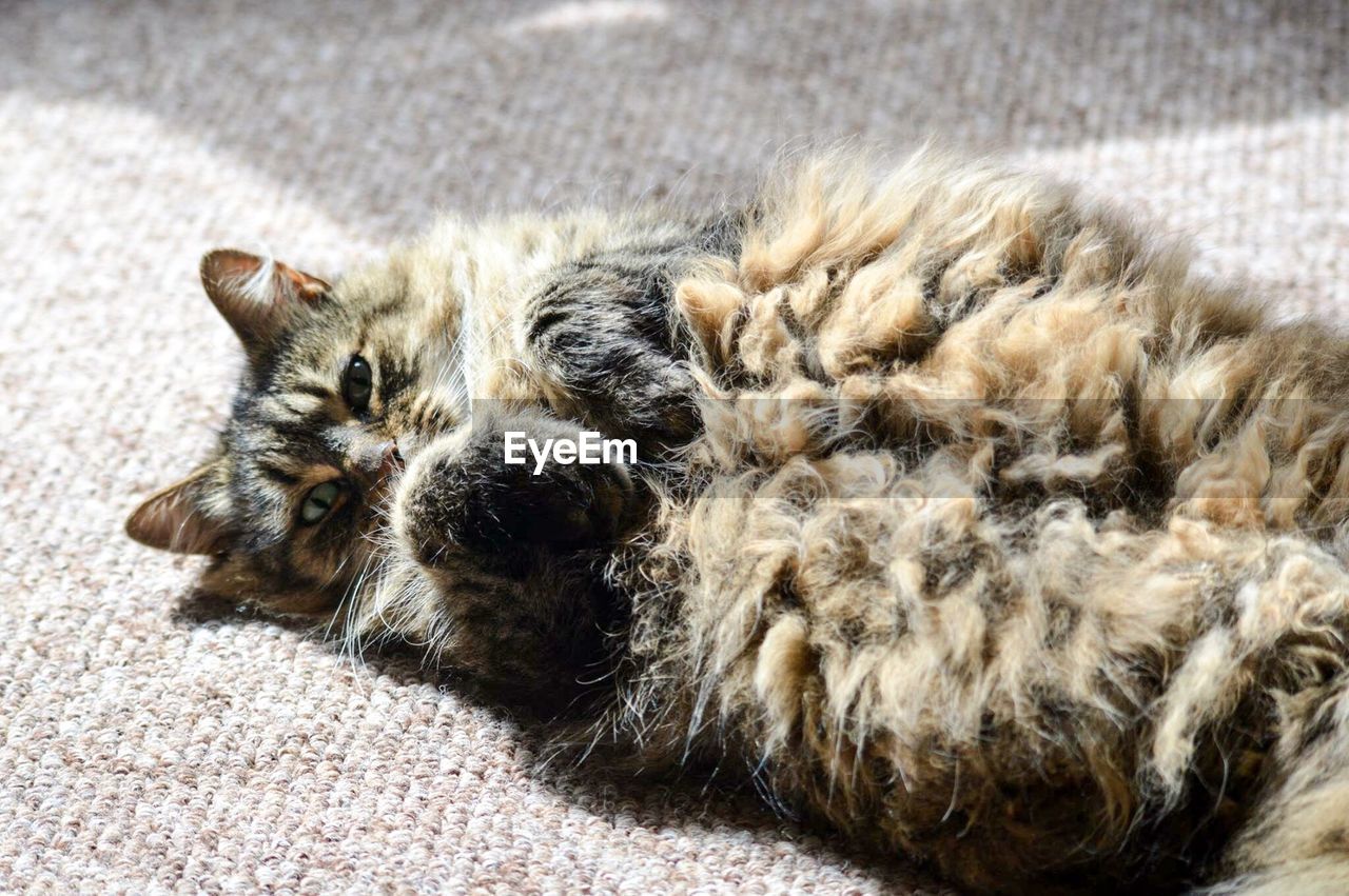 CLOSE-UP OF KITTENS SLEEPING