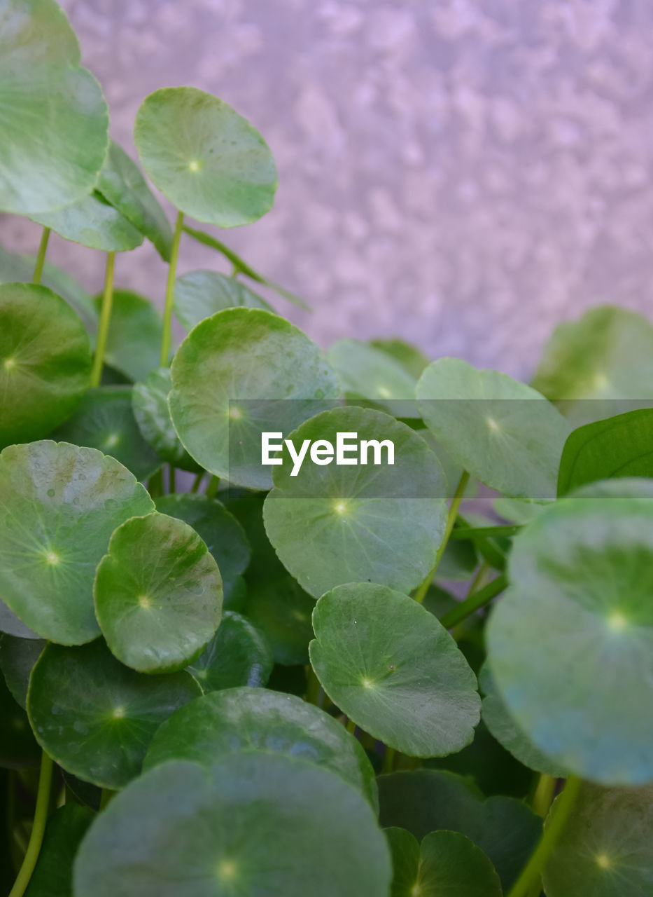 HIGH ANGLE VIEW OF FRESH GREEN LEAVES WITH WATER DROPS