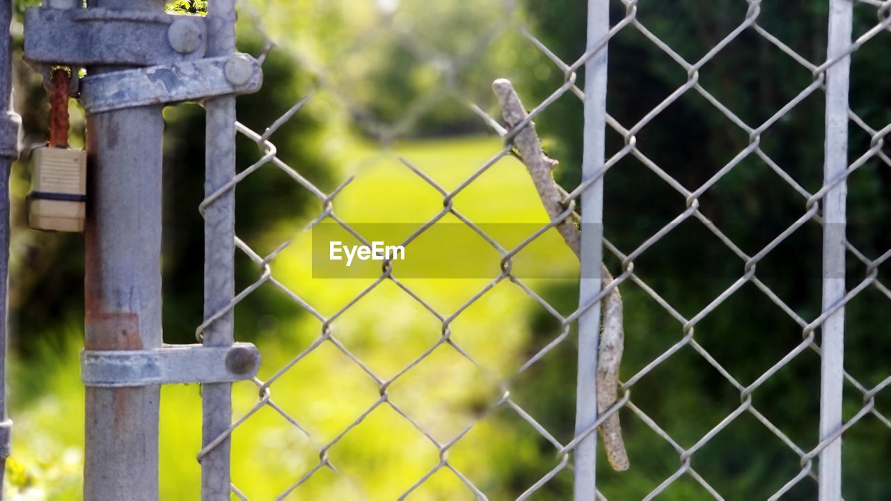 Through the fence