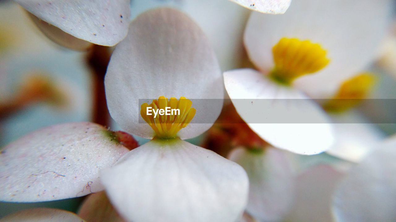 Close-up of white flowers blooming outdoors