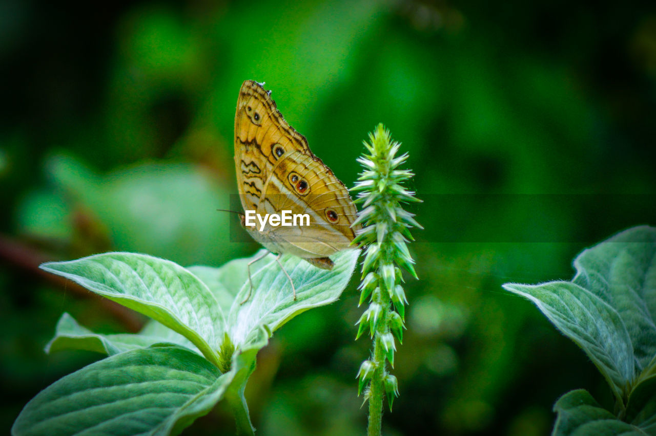 CLOSE-UP OF BUTTERFLY PERCHING ON LEAF