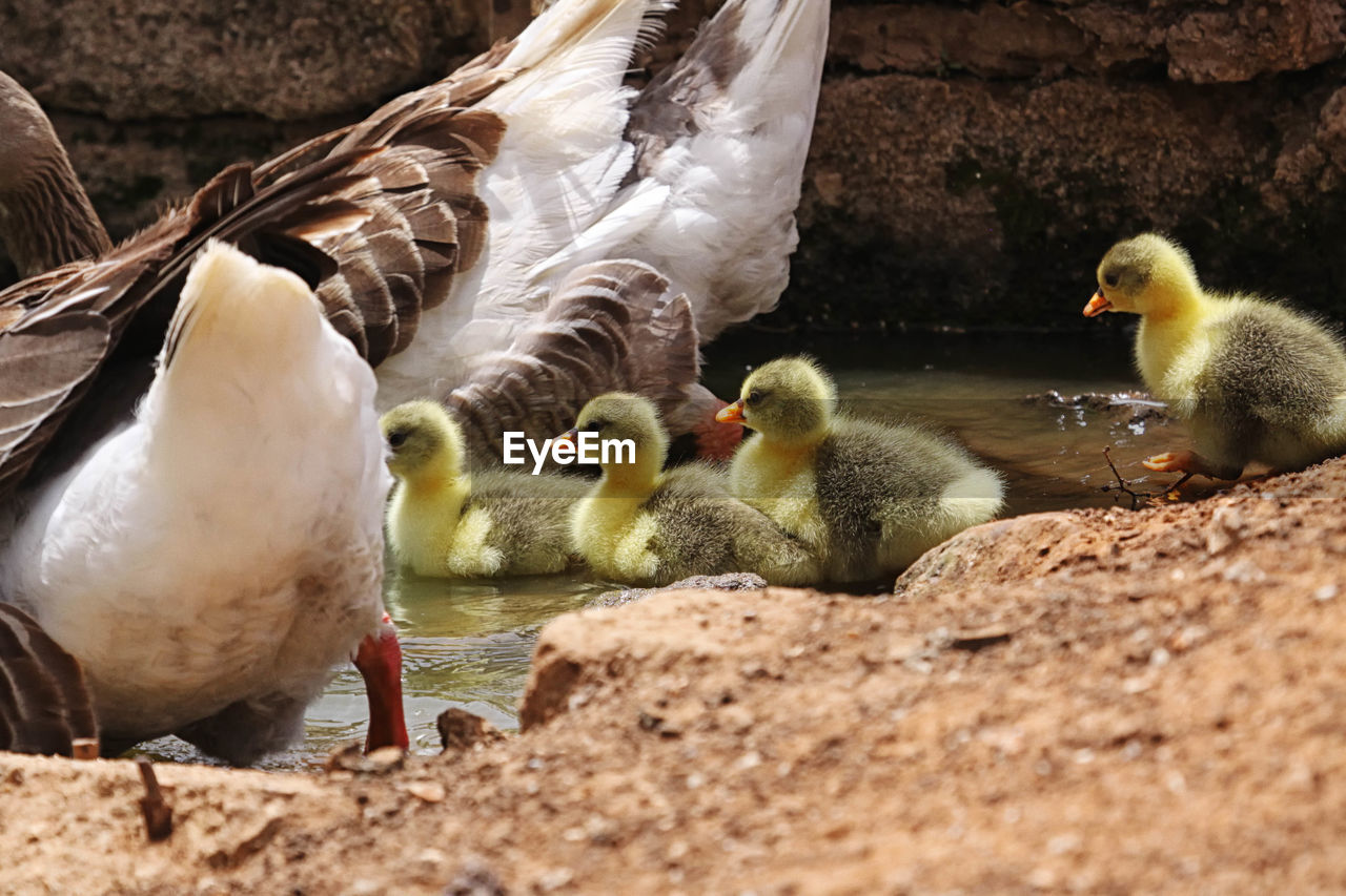 Greylag geese and goslings in pond