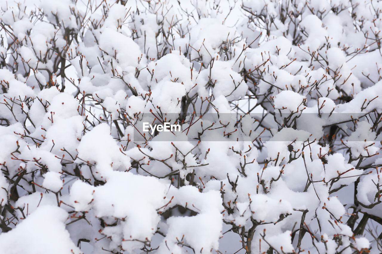 High angle view of snow covered plants on land