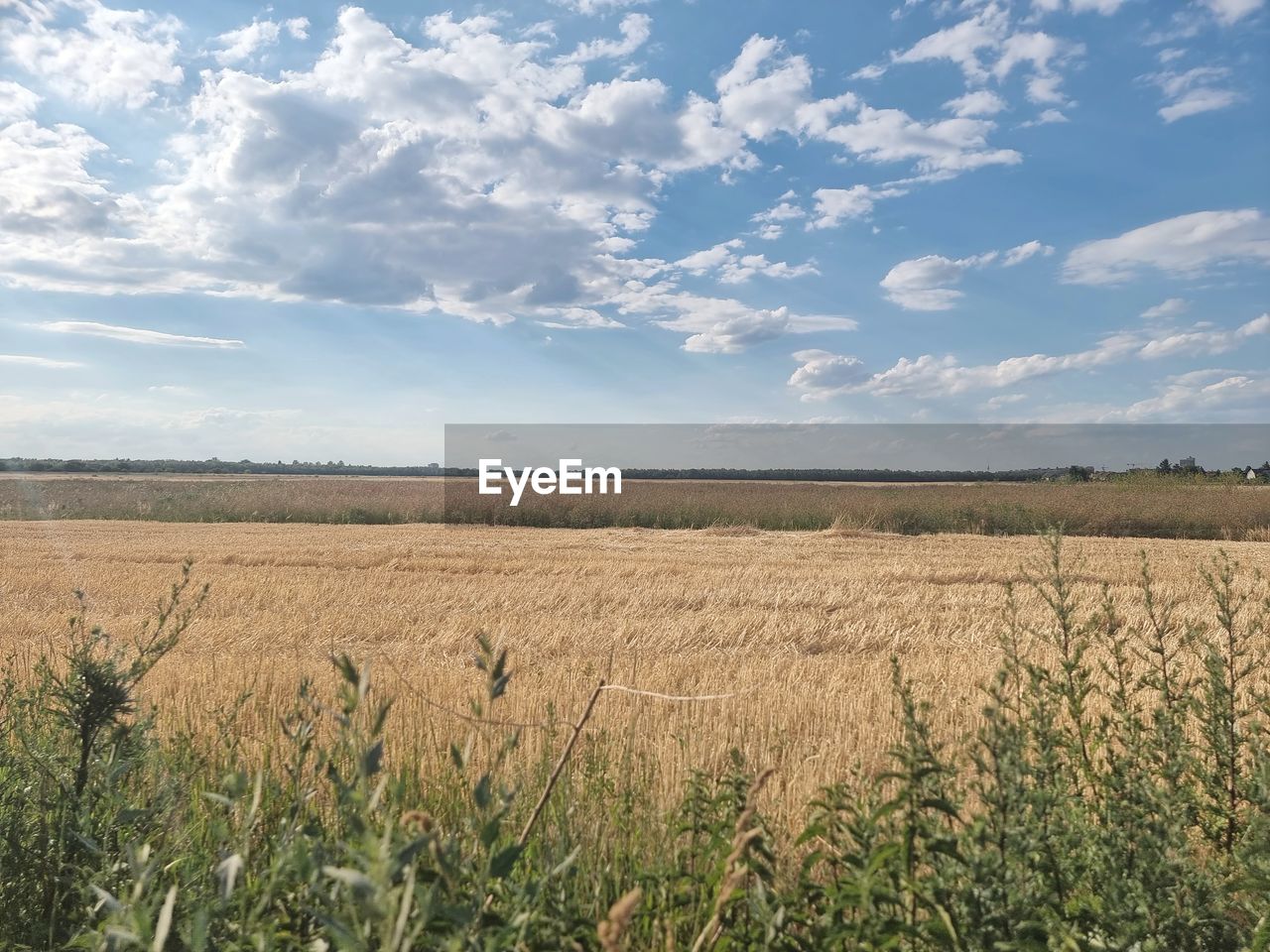 landscape, sky, land, field, environment, grassland, plant, plain, prairie, cloud, agriculture, rural scene, nature, steppe, crop, growth, cereal plant, grass, horizon, scenics - nature, beauty in nature, rural area, tranquility, soil, no people, day, meadow, wheat, natural environment, horizon over land, barley, food, tranquil scene, farm, outdoors, blue, food and drink, sunlight, corn, summer, non-urban scene, urban skyline, marsh