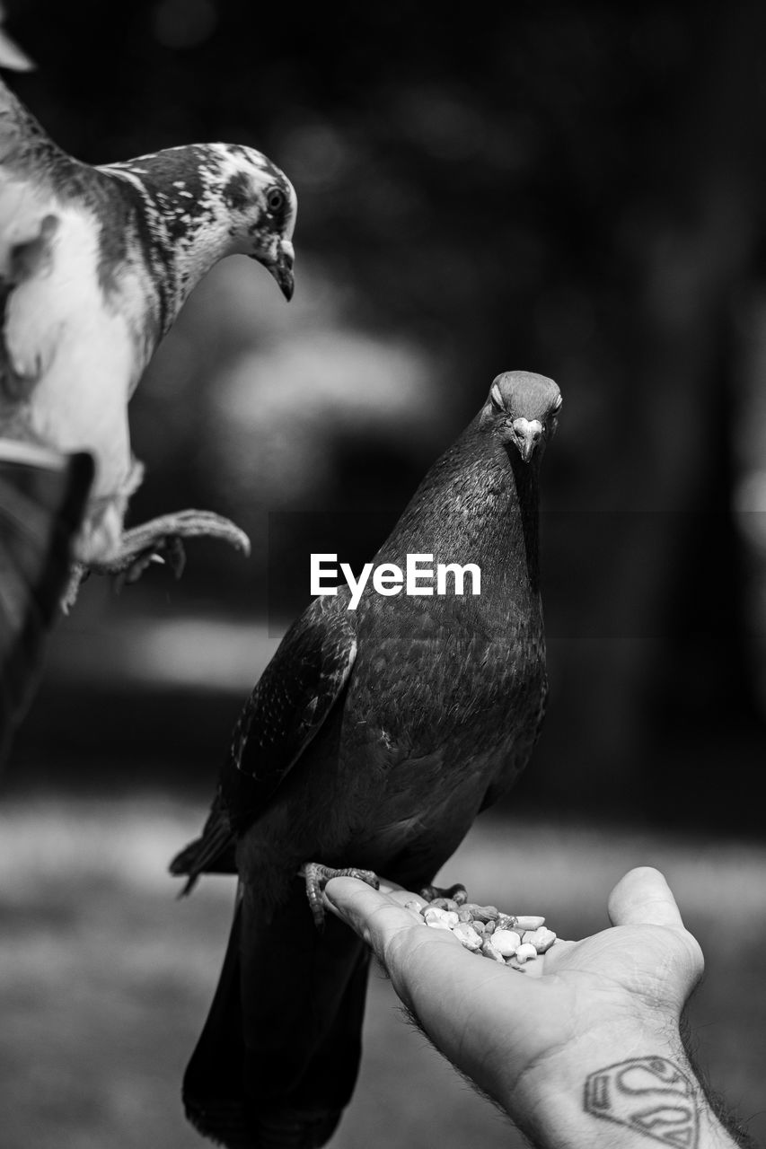 Pigeons eating nuts from hand