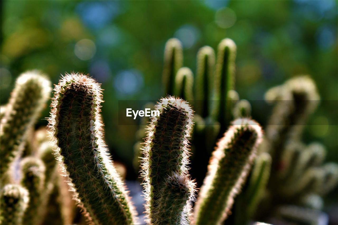 CLOSE-UP OF CACTUS GROWING ON FIELD