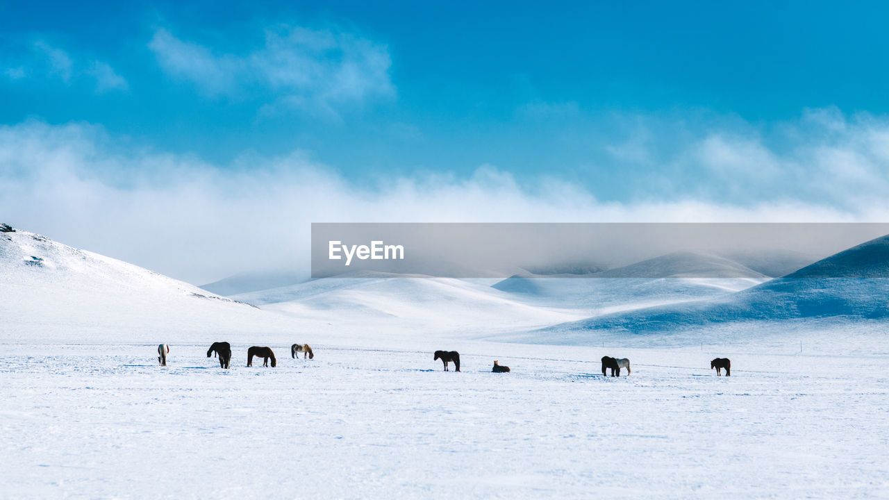 Panoramic view of horses on inner mongolia's snowfield