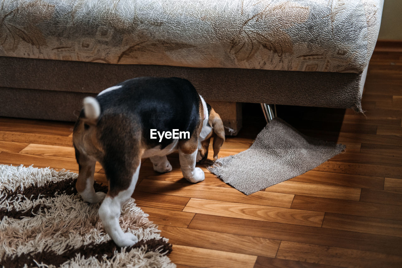 Little beagle puppy chewing couch, furniture. how to stop puppy from destructive chewing furniture