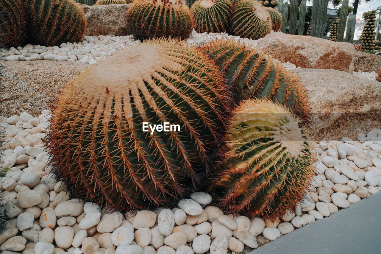 plant, cactus, barrel cactus, nature, succulent plant, no people, day, thorn, flower, growth, spiked, outdoors, land, sharp, high angle view, beauty in nature, rock