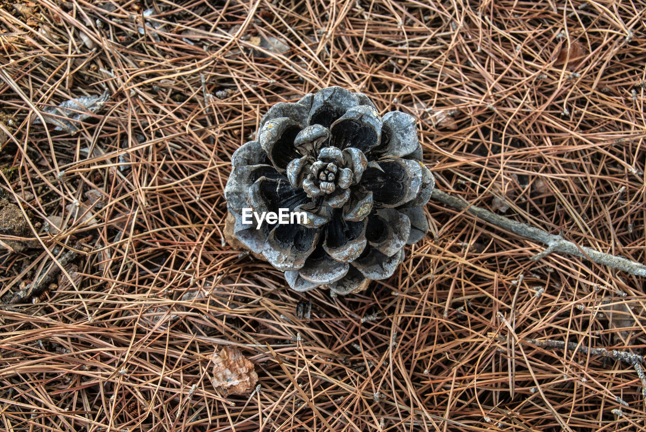 HIGH ANGLE VIEW OF DRIED LEAF ON PINE CONE