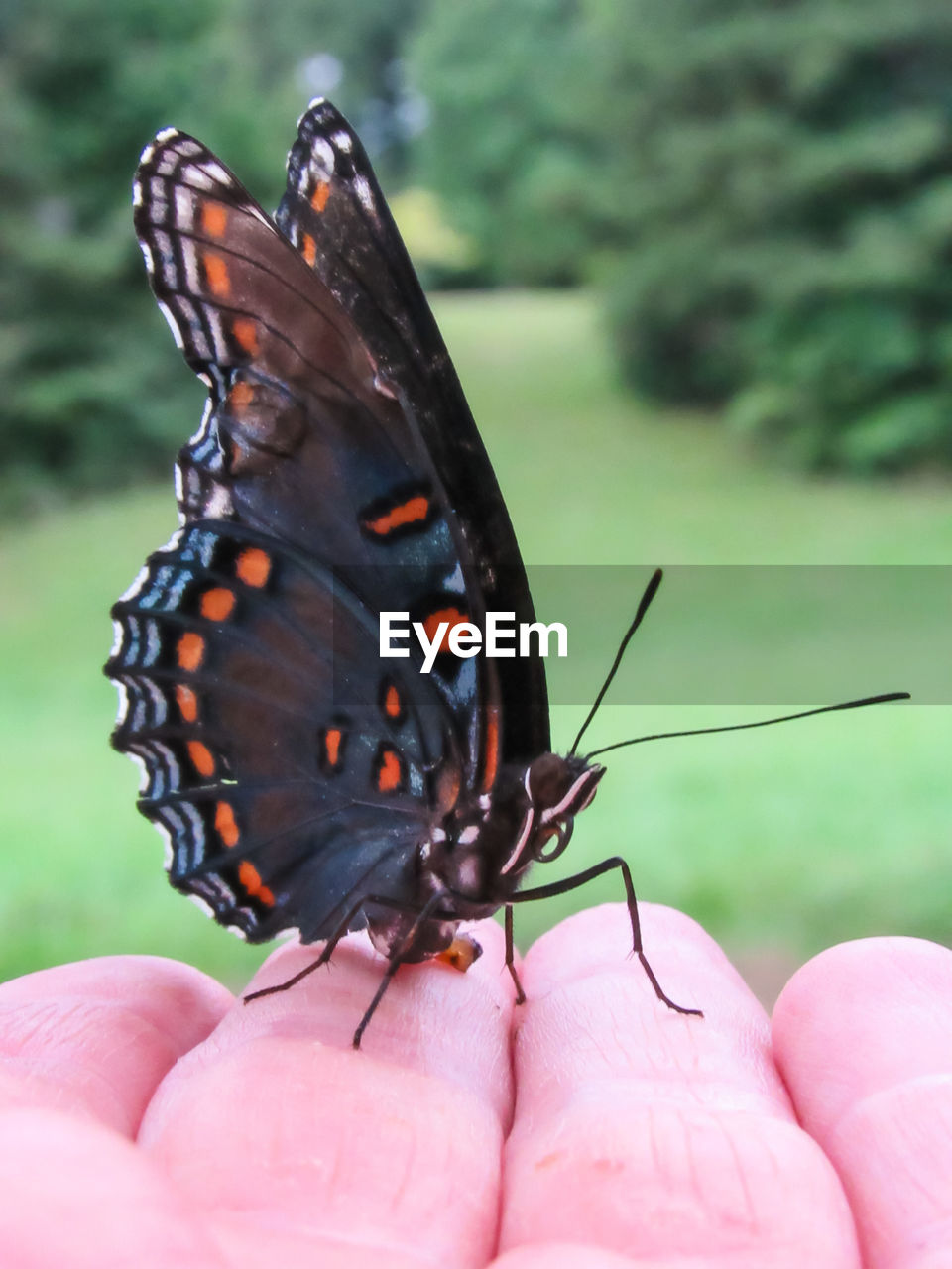 Black swallowtail butterfly on hand 