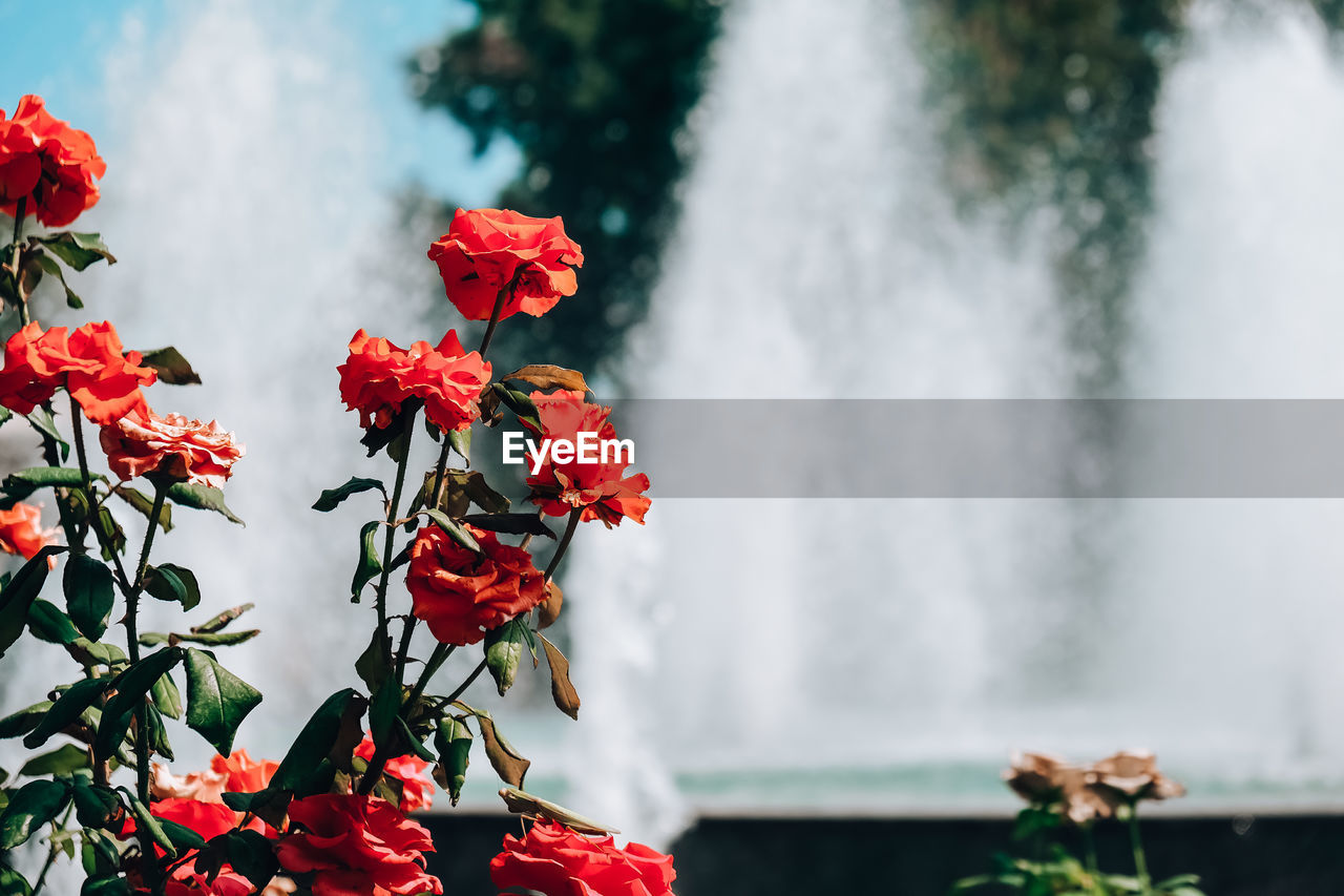 Red and pink flowers in front of fountain in park. blooming flowers in a city park. summer 