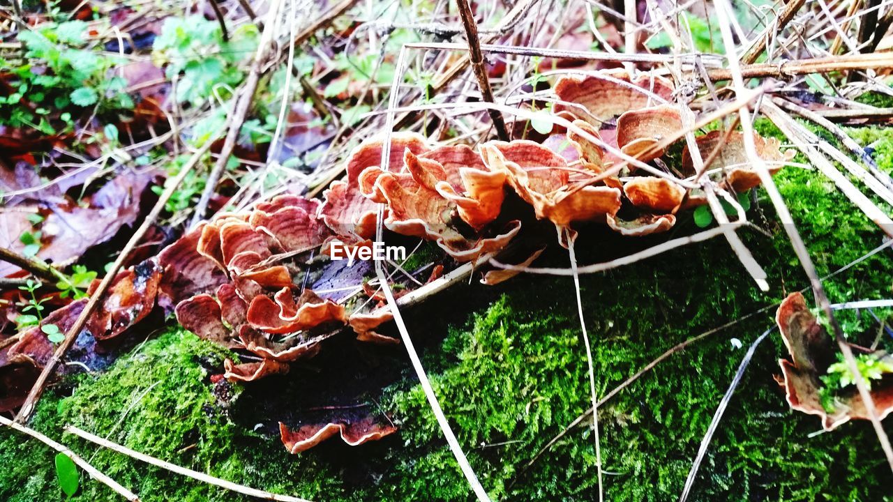 PLANTS GROWING ON A TREE