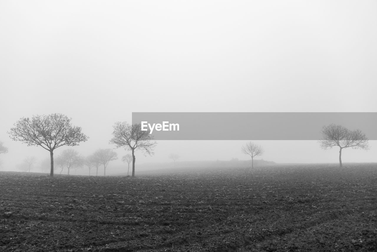 Trees on fog