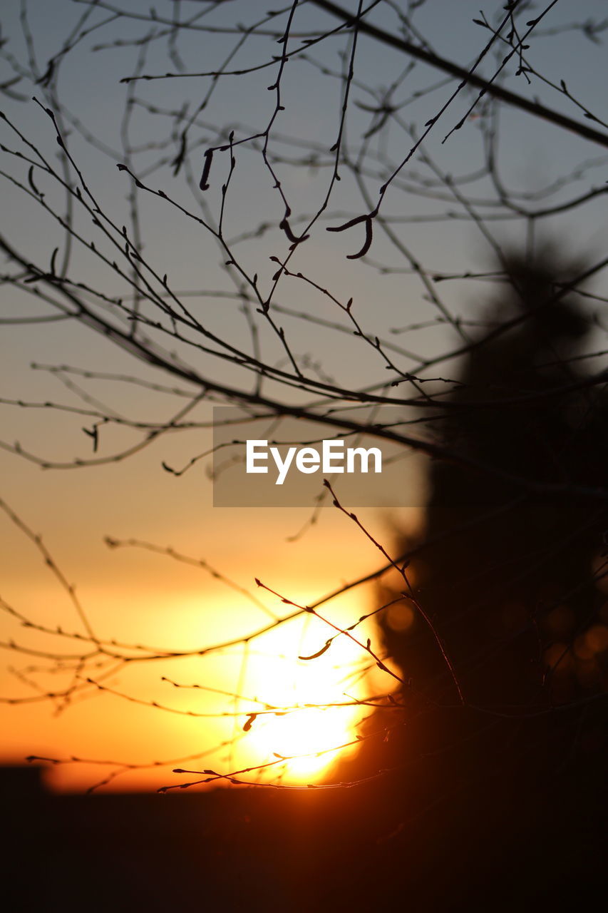 CLOSE-UP OF SILHOUETTE PLANTS AGAINST ORANGE SKY