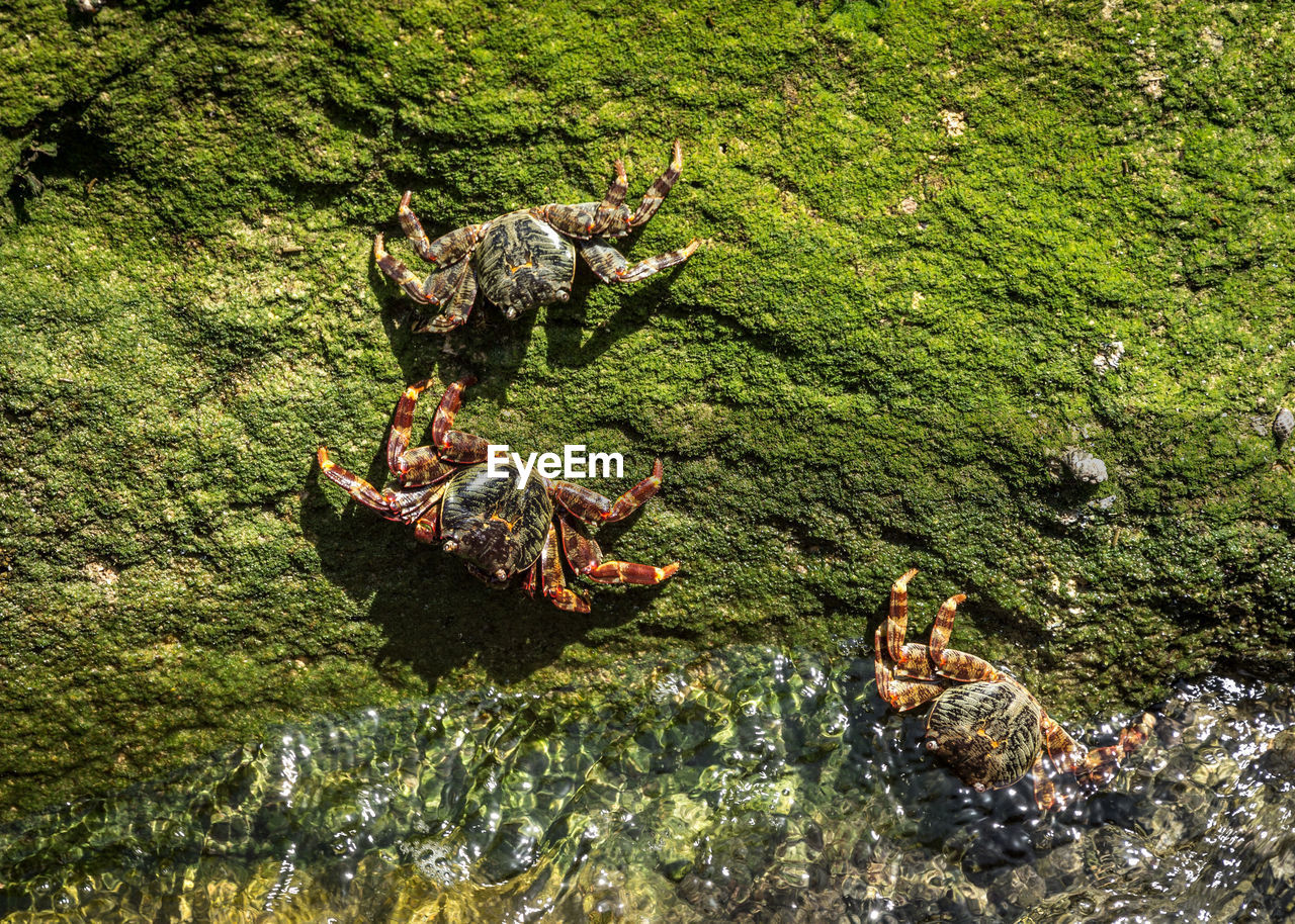 High angle view of crabs on rock