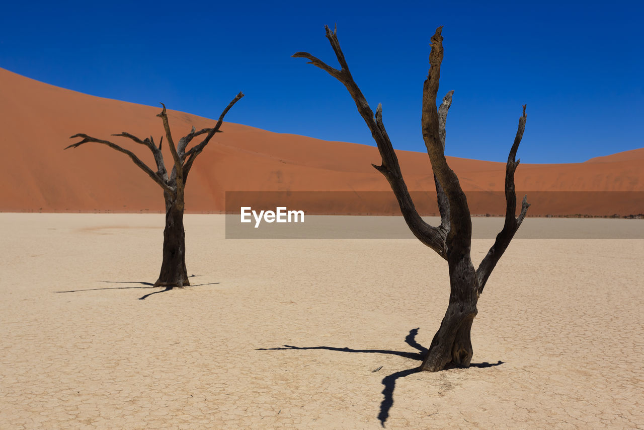 Bare trees at desert against clear blue sky